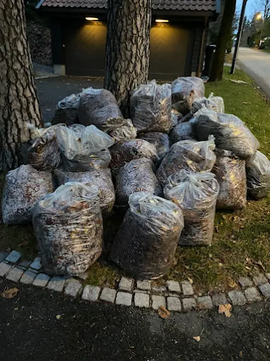  En stor mengde gjennomsiktige plastsekker fylt med hageavfall, som løv, kvister og greiner