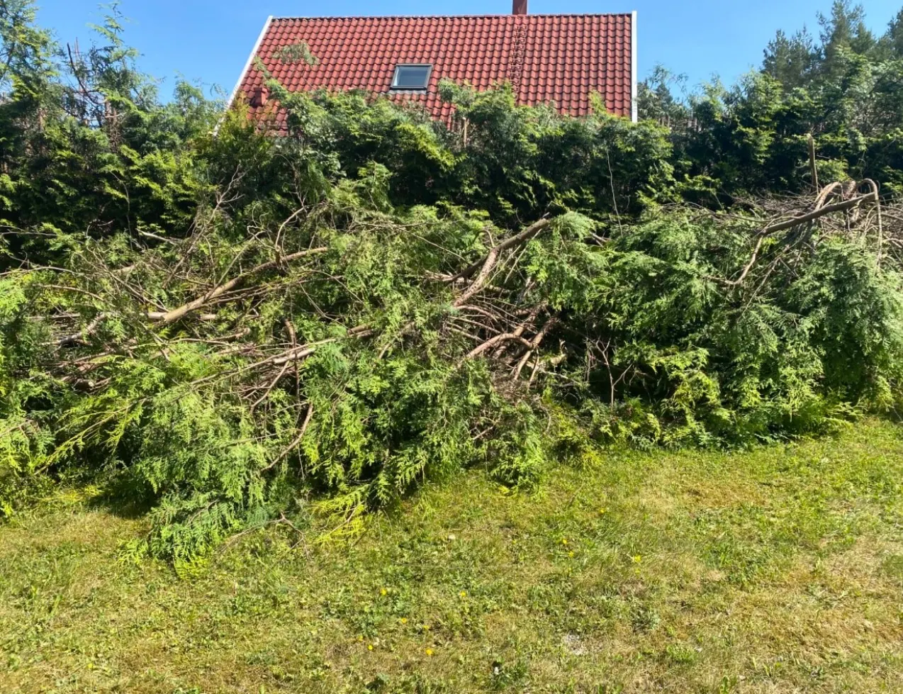 Avkappede trepartier og hageavfall på plen